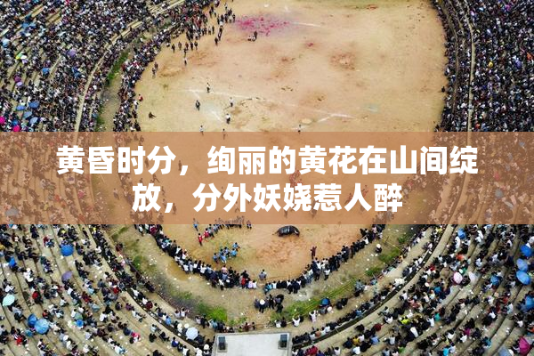 黄昏时分，绚丽的黄花在山间绽放，分外妖娆惹人醉