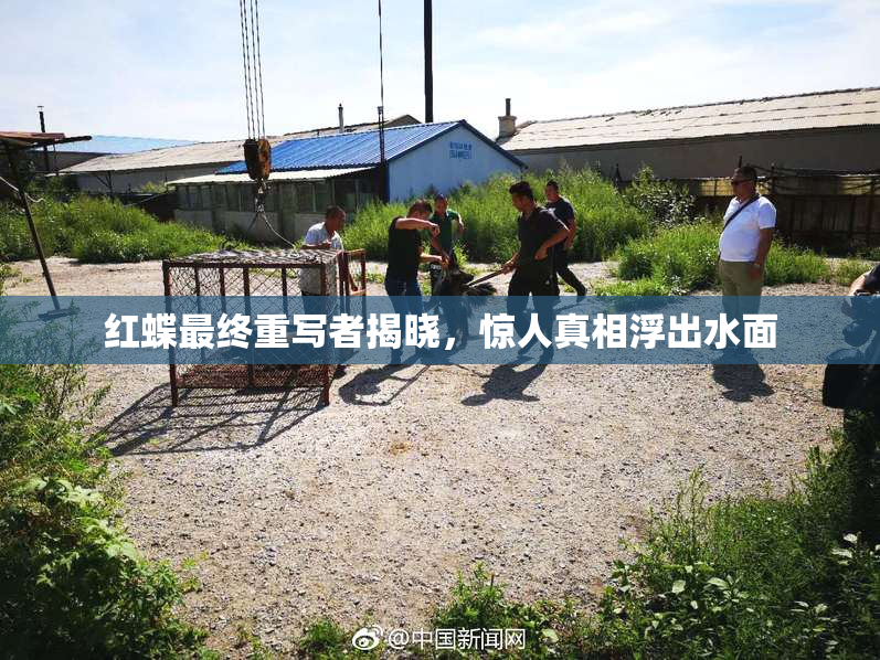红蝶最终重写者揭晓，惊人真相浮出水面