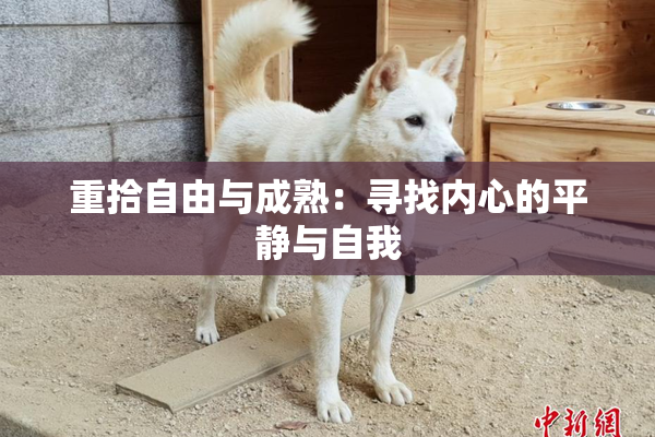 重拾自由与成熟：寻找内心的平静与自我