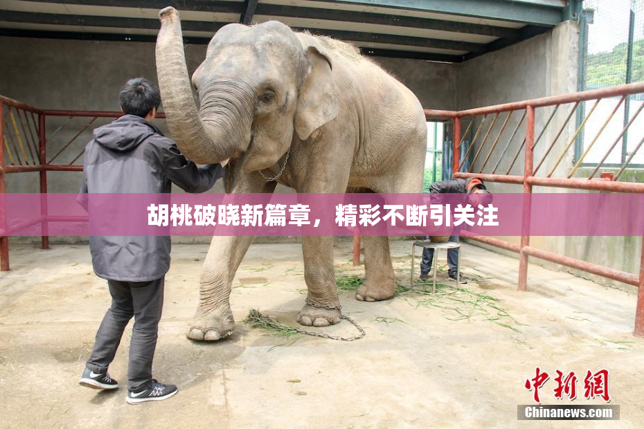 胡桃破晓新篇章，精彩不断引关注