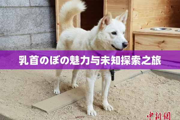 乳首のぼの魅力与未知探索之旅