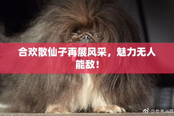 合欢散仙子再展风采，魅力无人能敌！