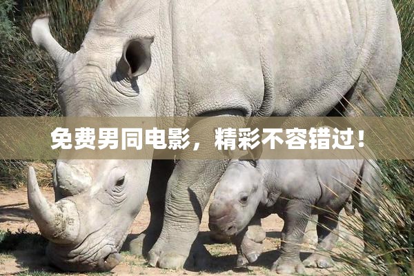 免费男同电影，精彩不容错过！