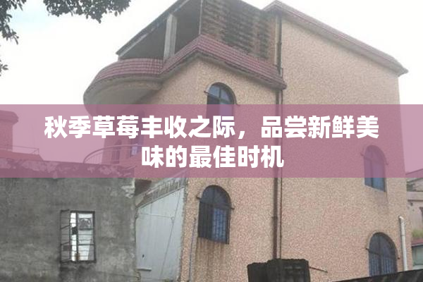 秋季草莓丰收之际，品尝新鲜美味的最佳时机