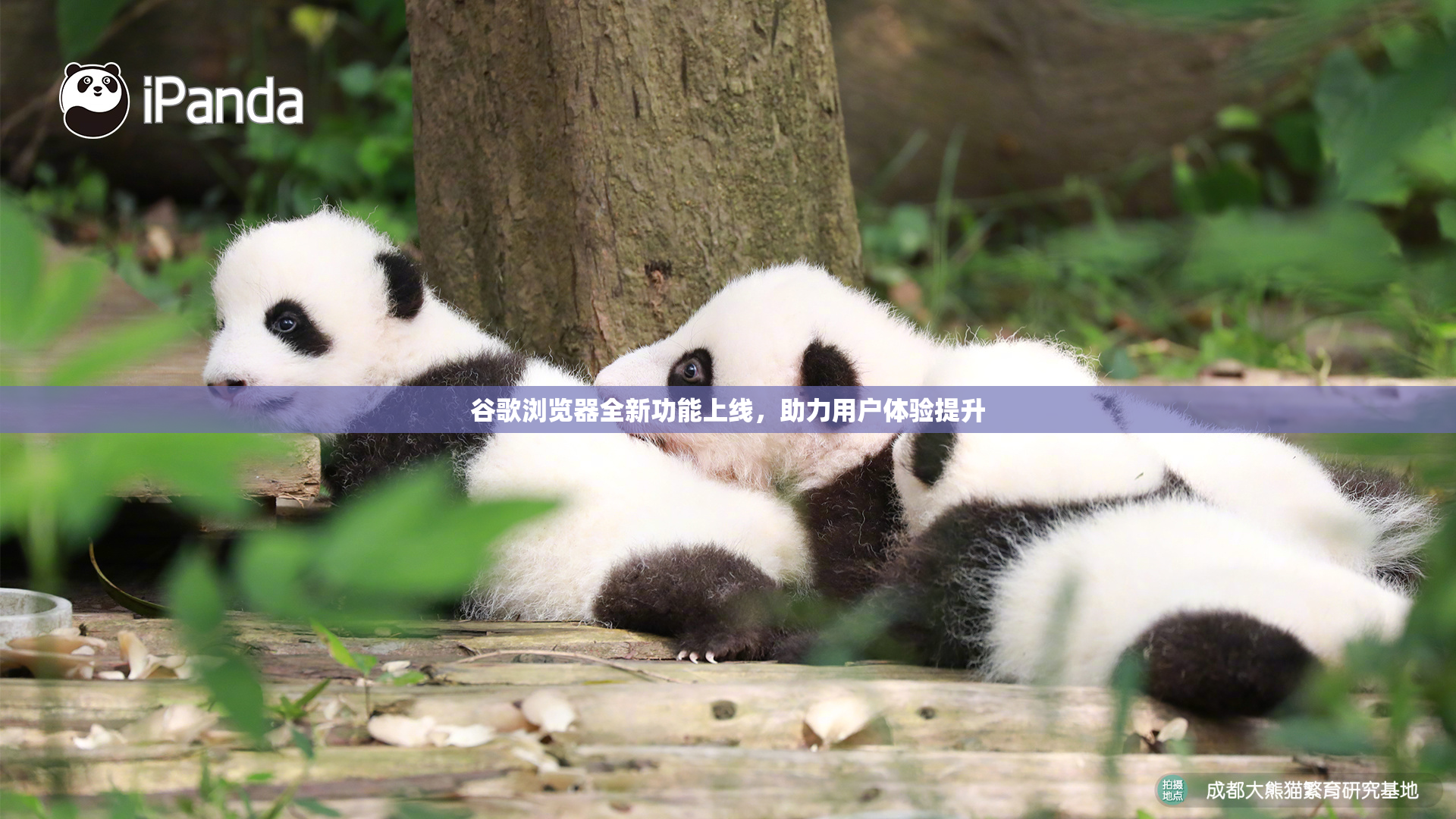 谷歌浏览器全新功能上线，助力用户体验提升