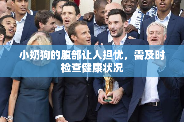 小奶狗的腹部让人担忧，需及时检查健康状况