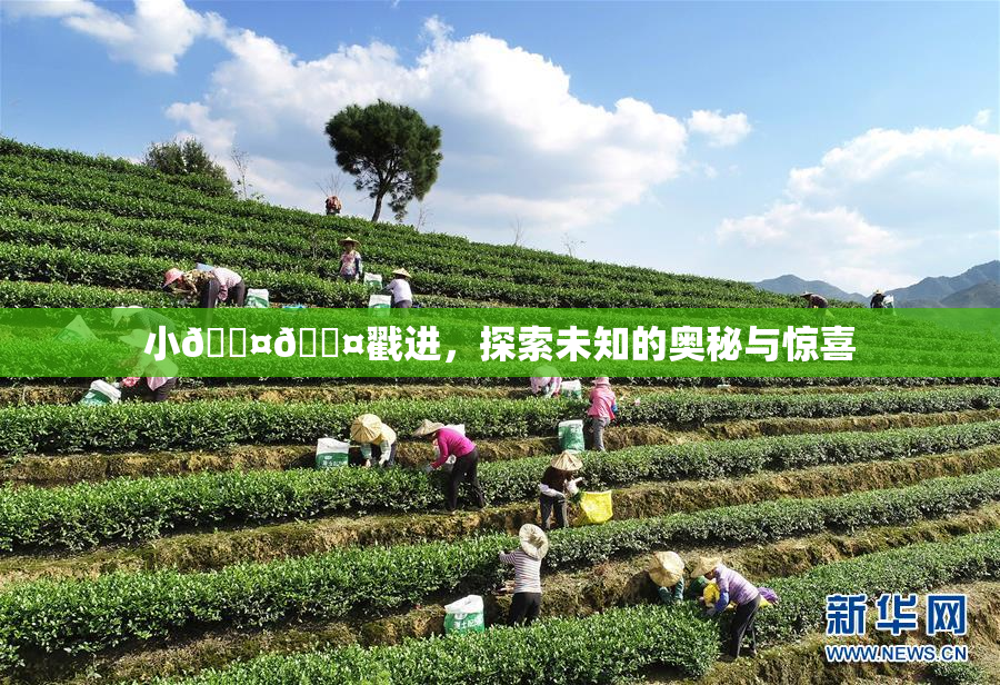 小🐤🐤戳进，探索未知的奥秘与惊喜