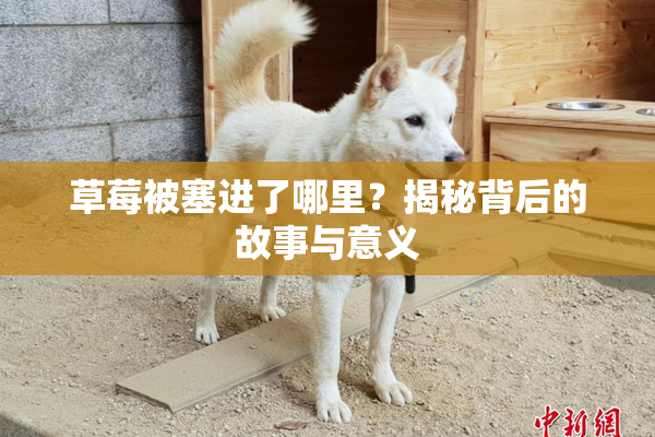 草莓被塞进了哪里？揭秘背后的故事与意义