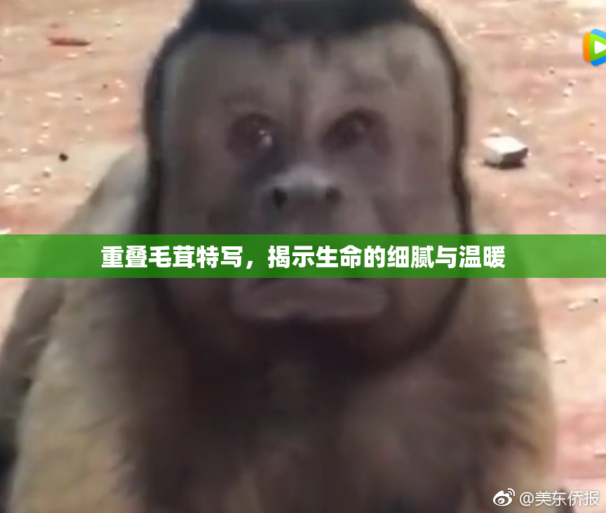 重叠毛茸特写，揭示生命的细腻与温暖