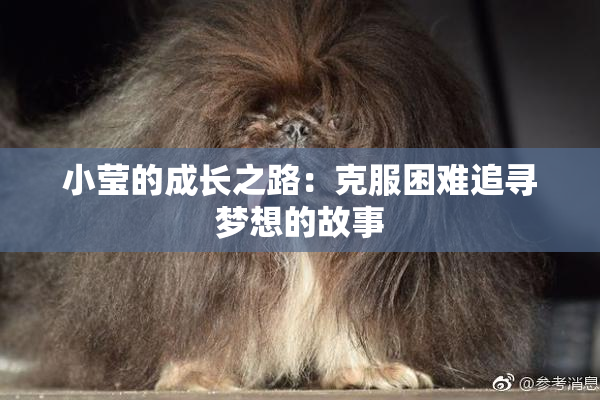 小莹的成长之路：克服困难追寻梦想的故事