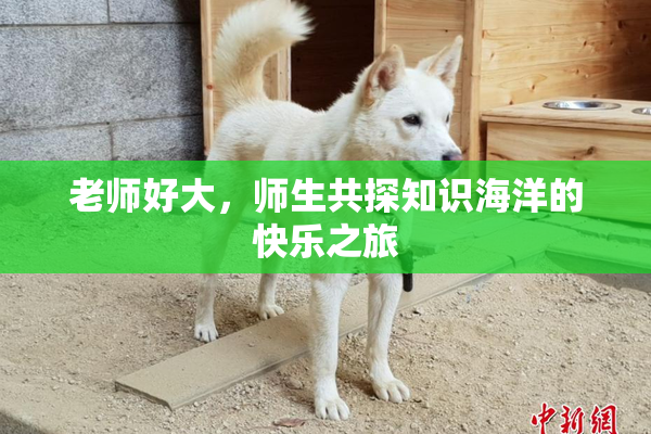 老师好大，师生共探知识海洋的快乐之旅