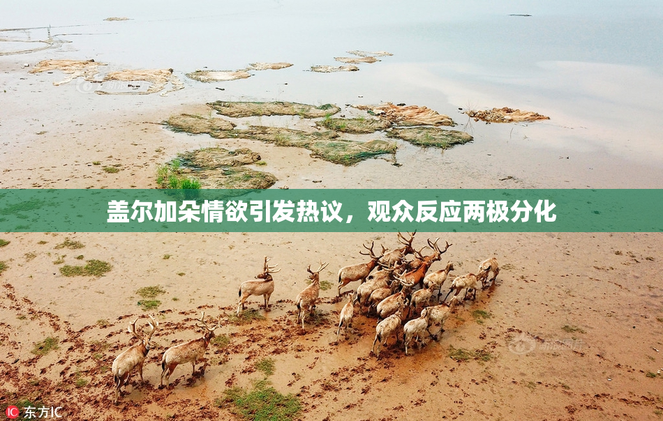 盖尔加朵情欲引发热议，观众反应两极分化