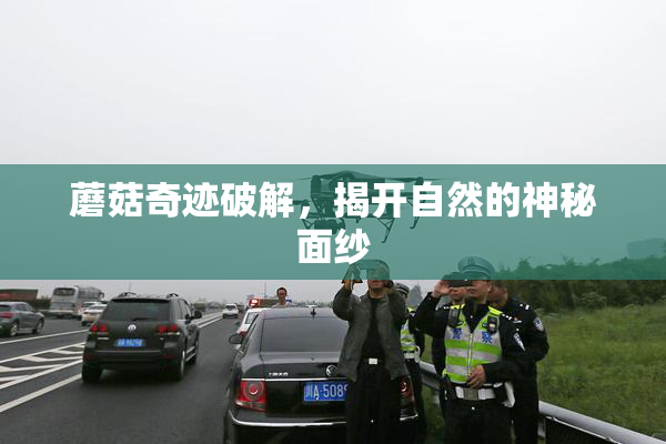 蘑菇奇迹破解，揭开自然的神秘面纱