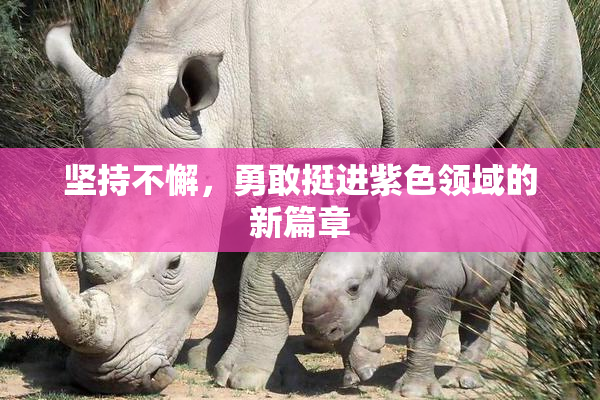 坚持不懈，勇敢挺进紫色领域的新篇章