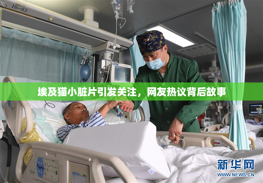 埃及猫小脏片引发关注，网友热议背后故事