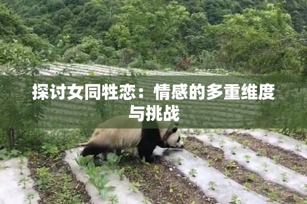 探讨女同牲恋：情感的多重维度与挑战