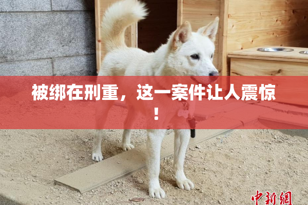 被绑在刑重，这一案件让人震惊！