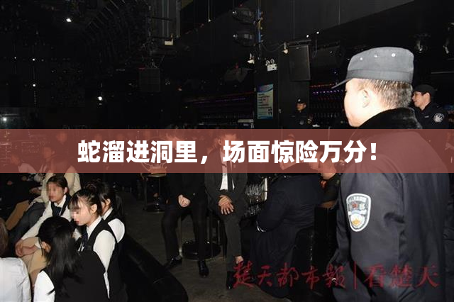 蛇溜进洞里，场面惊险万分！