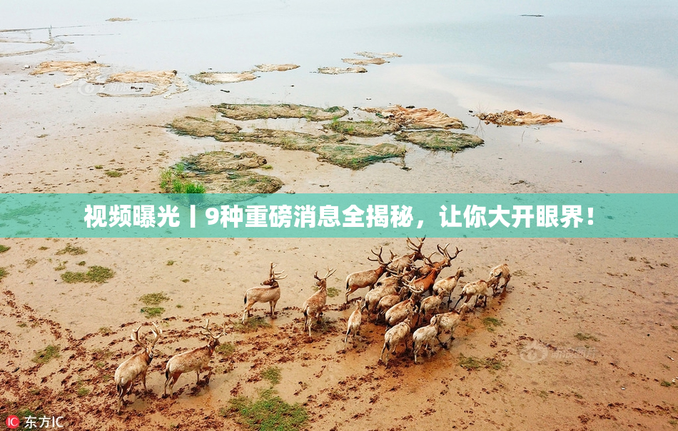 视频曝光丨9种重磅消息全揭秘，让你大开眼界！