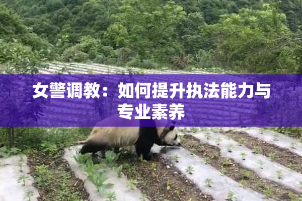 女警调教：如何提升执法能力与专业素养