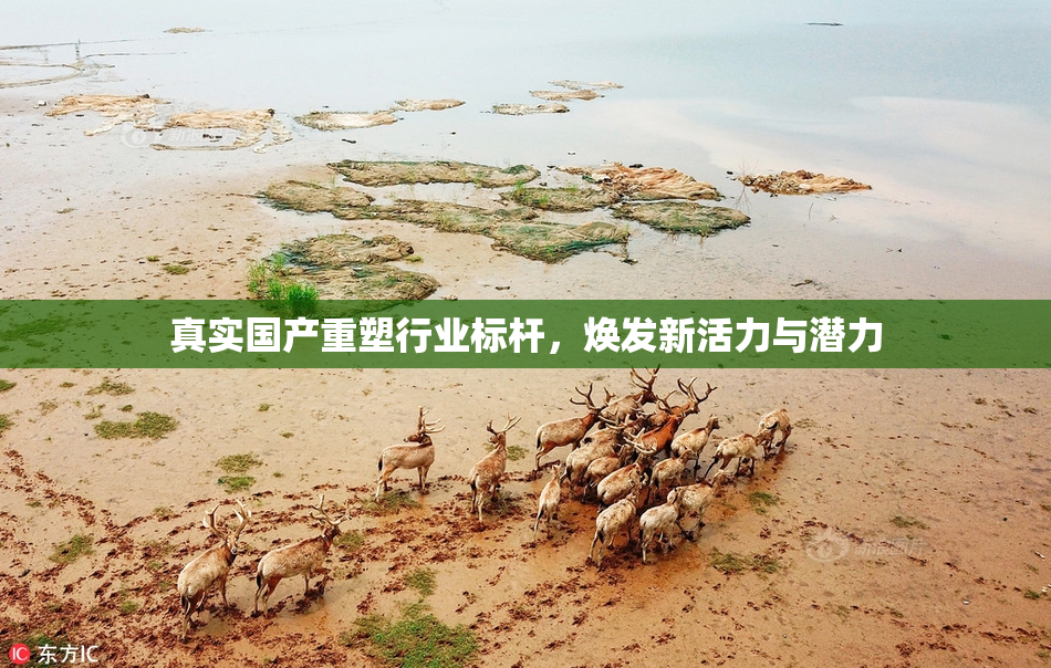 真实国产重塑行业标杆，焕发新活力与潜力