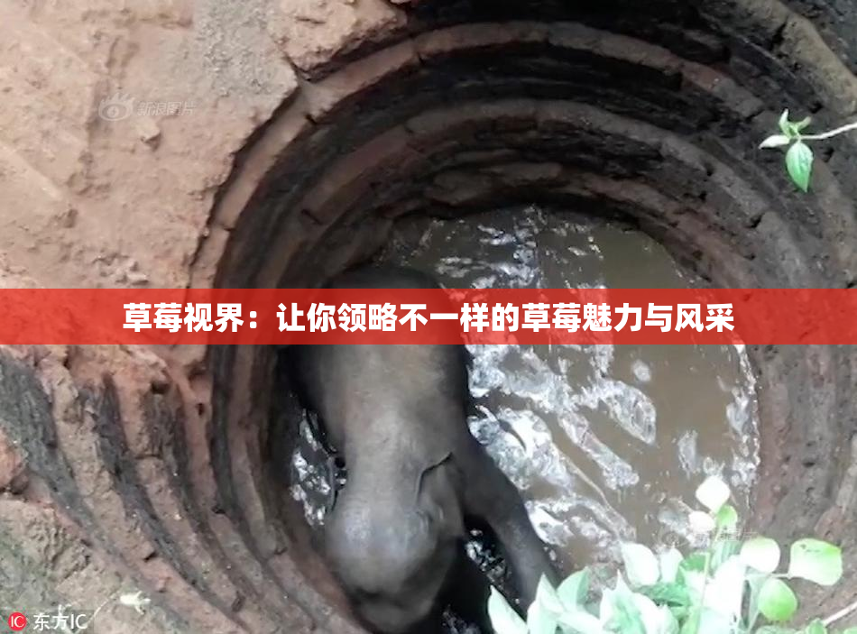 草莓视界：让你领略不一样的草莓魅力与风采