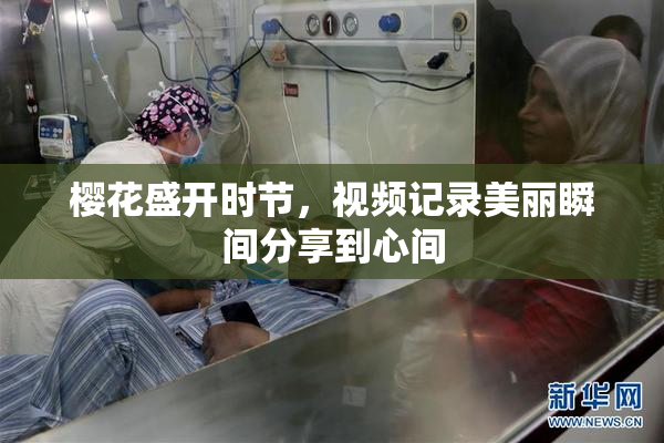 樱花盛开时节，视频记录美丽瞬间分享到心间