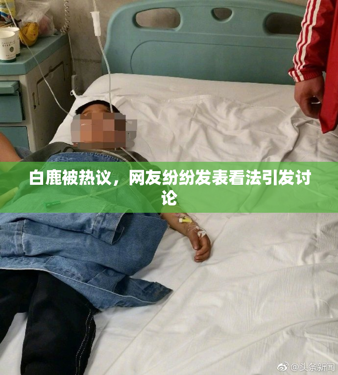 白鹿被热议，网友纷纷发表看法引发讨论