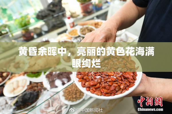黄昏余晖中，亮丽的黄色花海满眼绚烂