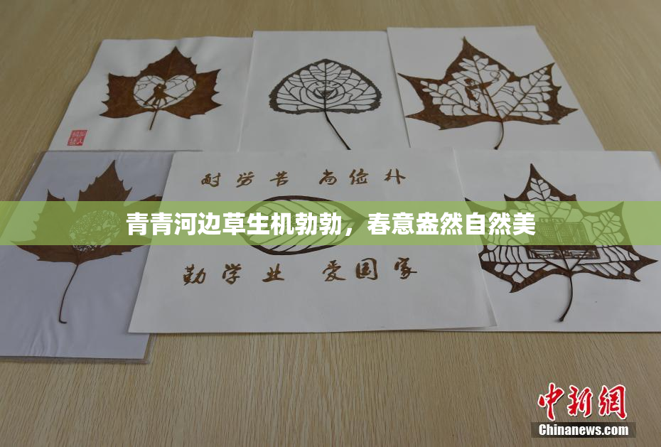 青青河边草生机勃勃，春意盎然自然美