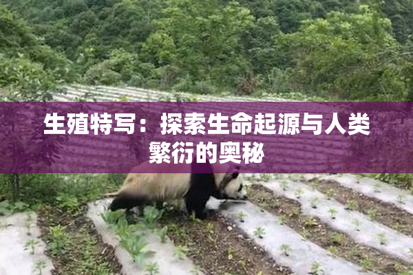 生殖特写：探索生命起源与人类繁衍的奥秘