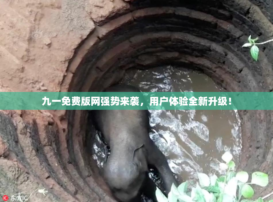九一免费版网强势来袭，用户体验全新升级！