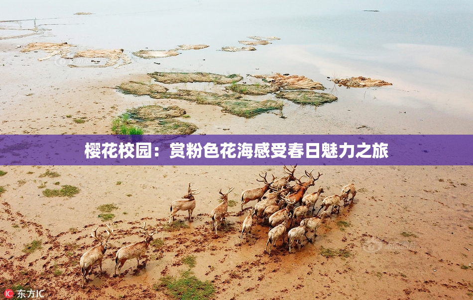 樱花校园：赏粉色花海感受春日魅力之旅