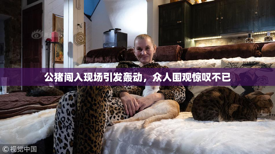 公猪闯入现场引发轰动，众人围观惊叹不已