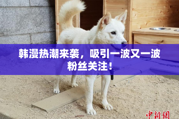 韩漫热潮来袭，吸引一波又一波粉丝关注！
