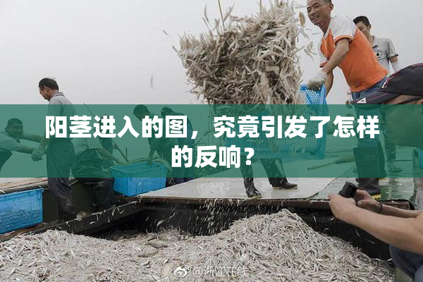 阳茎进入的图，究竟引发了怎样的反响？