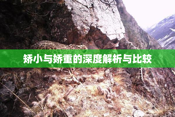 矫小与娇重的深度解析与比较