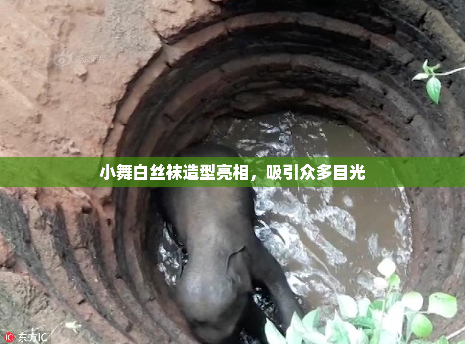 小舞白丝袜造型亮相，吸引众多目光