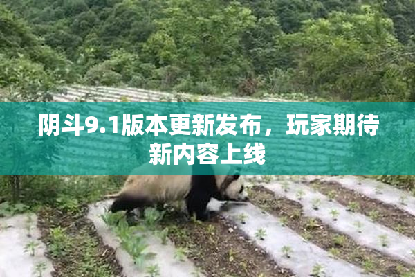 阴斗9.1版本更新发布，玩家期待新内容上线