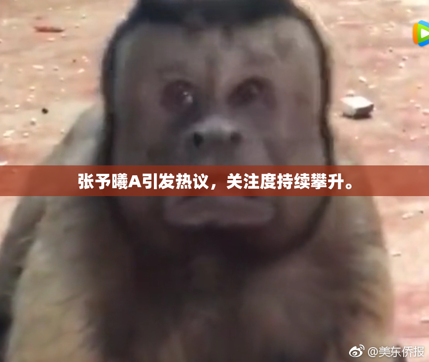 张予曦A引发热议，关注度持续攀升。