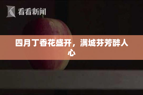 四月丁香花盛开，满城芬芳醉人心
