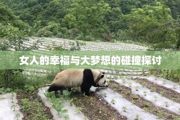女人的幸福与大梦想的碰撞探讨