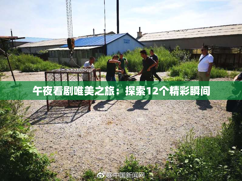 午夜看剧唯美之旅：探索12个精彩瞬间