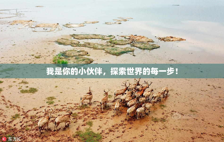 我是你的小伙伴，探索世界的每一步！
