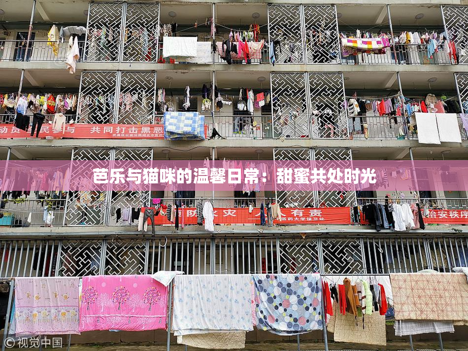 芭乐与猫咪的温馨日常：甜蜜共处时光