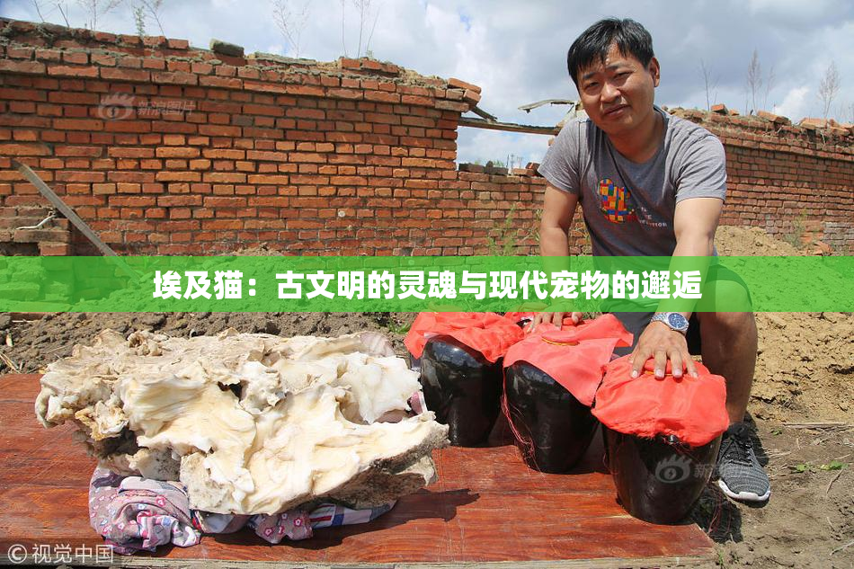 埃及猫：古文明的灵魂与现代宠物的邂逅