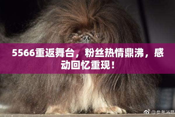 5566重返舞台，粉丝热情鼎沸，感动回忆重现！