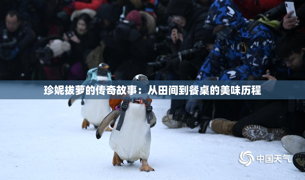 珍妮拔萝的传奇故事：从田间到餐桌的美味历程
