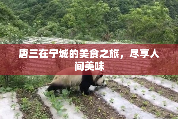唐三在宁城的美食之旅，尽享人间美味