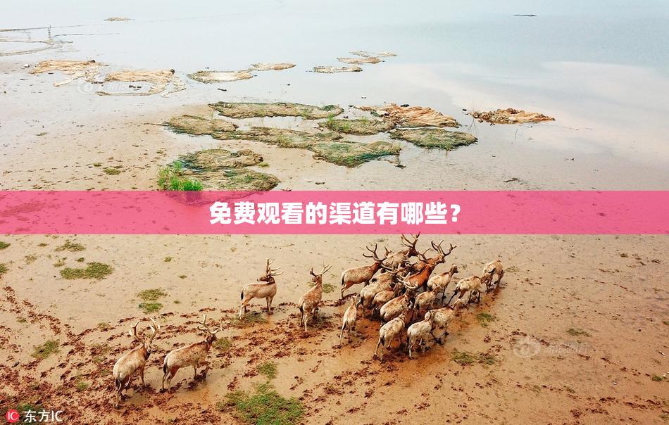 免费观看的渠道有哪些？
